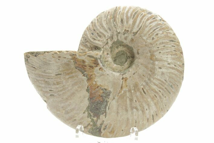 Silver Iridescent Ammonite (Cleoniceras) Fossil - Madagascar #219565